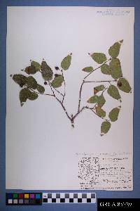 Celtis reticulata image